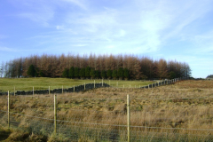 Costs of creating and managing woodland